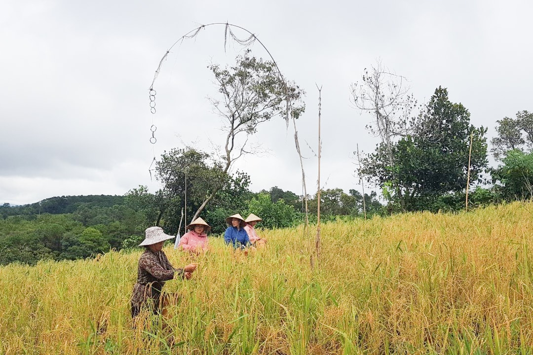 Lâm Đồng: Lúa mẹ thơm vàng ở miền ruộng núi