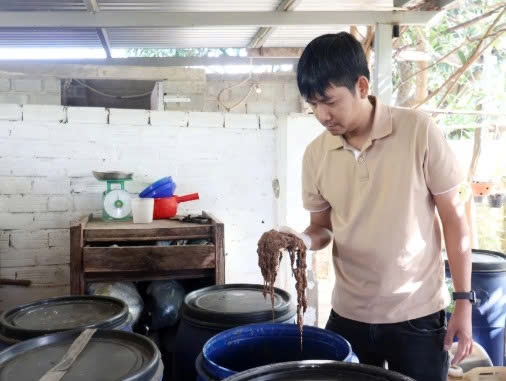 Khánh Hòa: Chuyện của "Vương trùn quế"