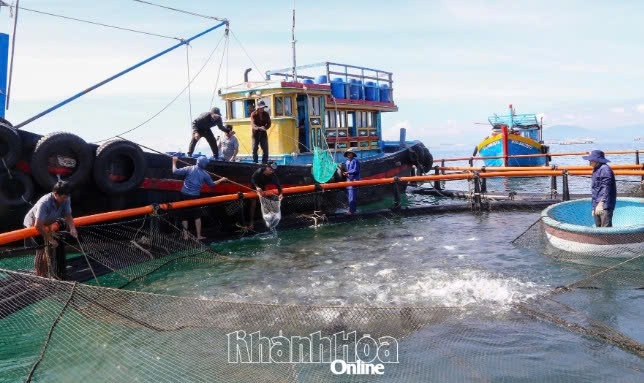 Khánh Hòa: Nhiều chính sách hỗ trợ nuôi biển xa bờ