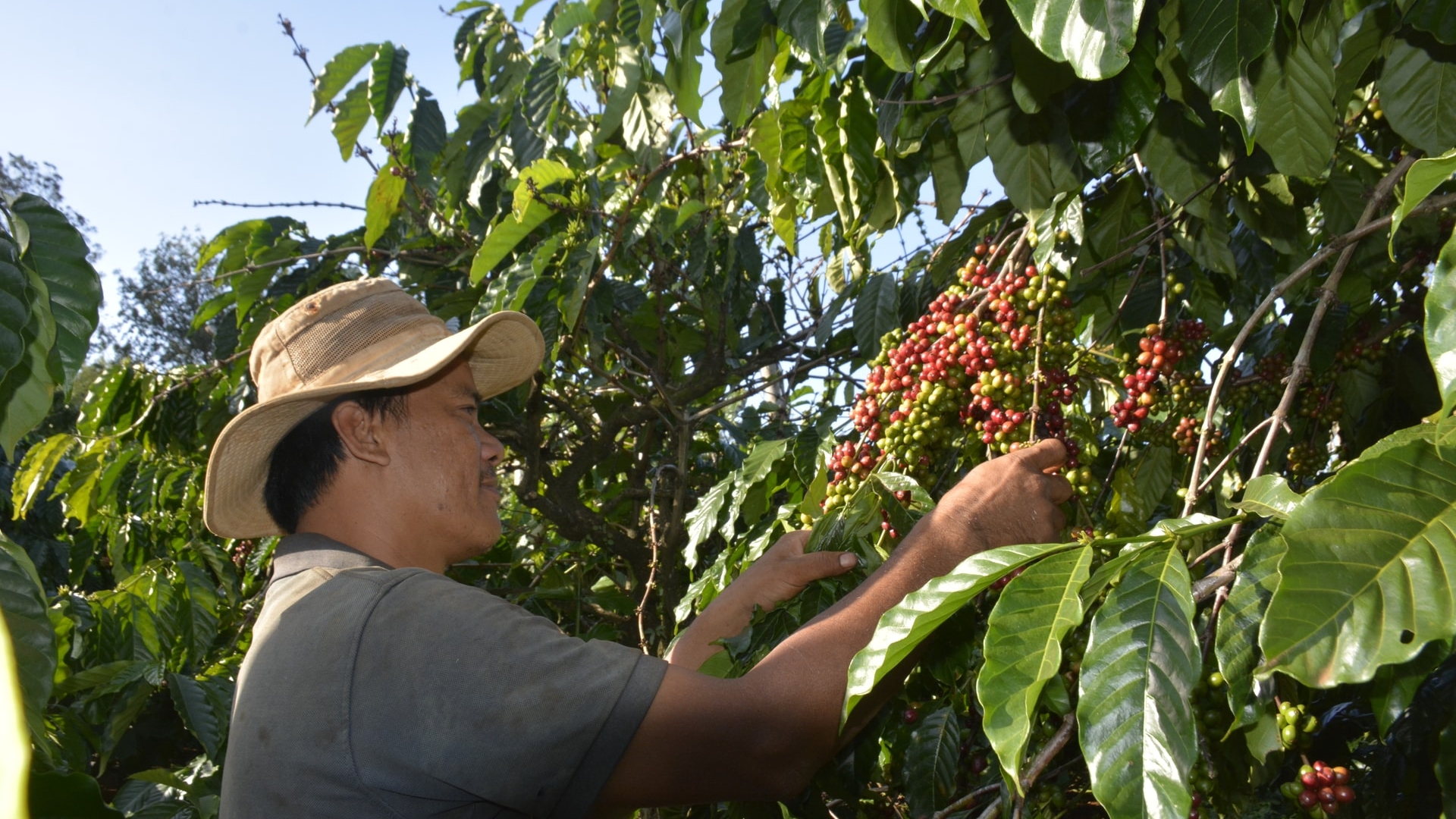 Lâm Đồng: Ðẩy mạnh tái canh hai loại cây công nghiệp chủ lực