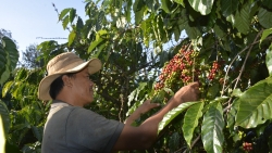 Lâm Đồng: Ðẩy mạnh tái canh hai loại cây công nghiệp chủ lực