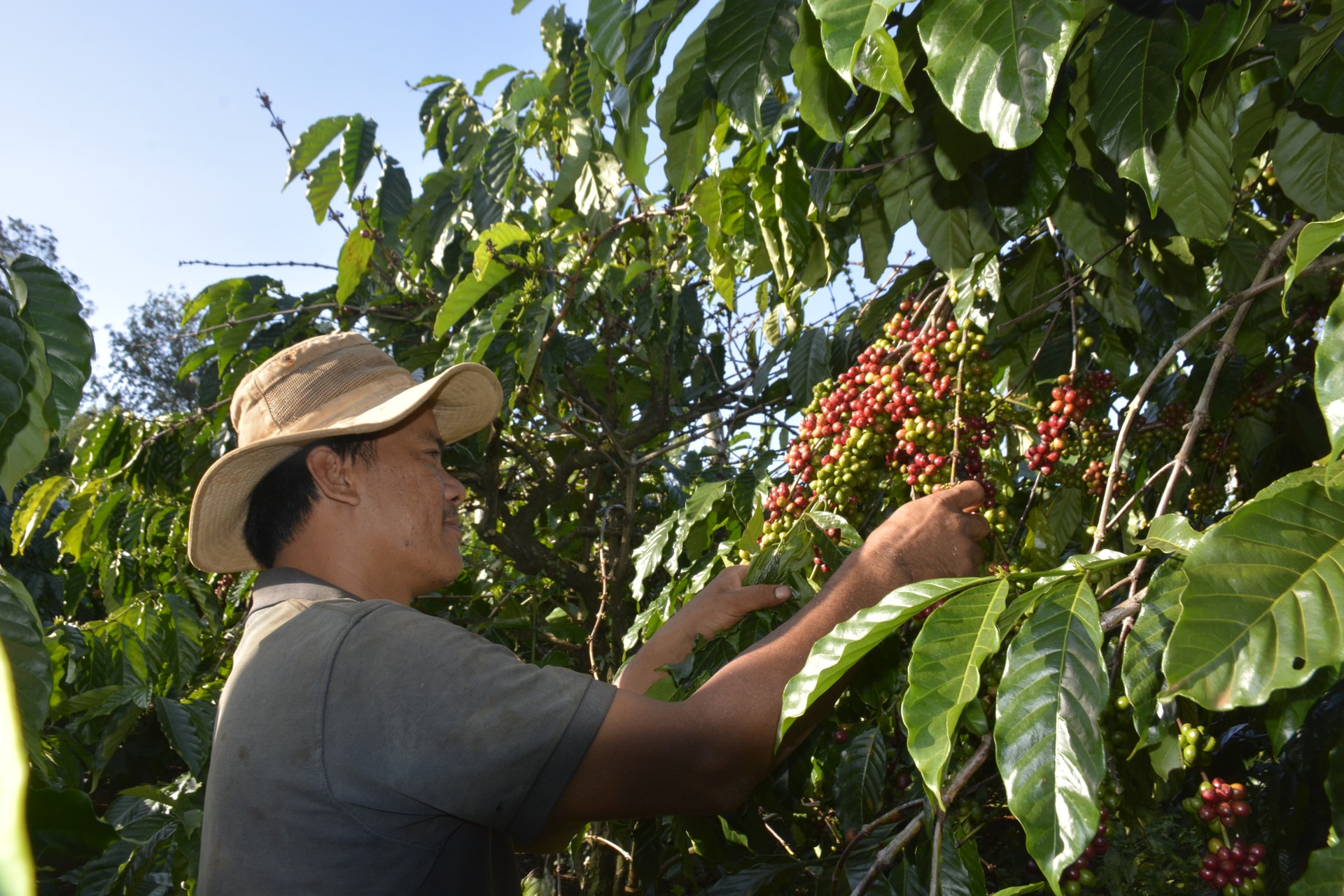 Lâm Đồng: Ðẩy mạnh tái canh hai loại cây công nghiệp chủ lực