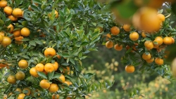 Lâm Đồng: Nốt trầm trên những đồi quýt ở Đơn Dương