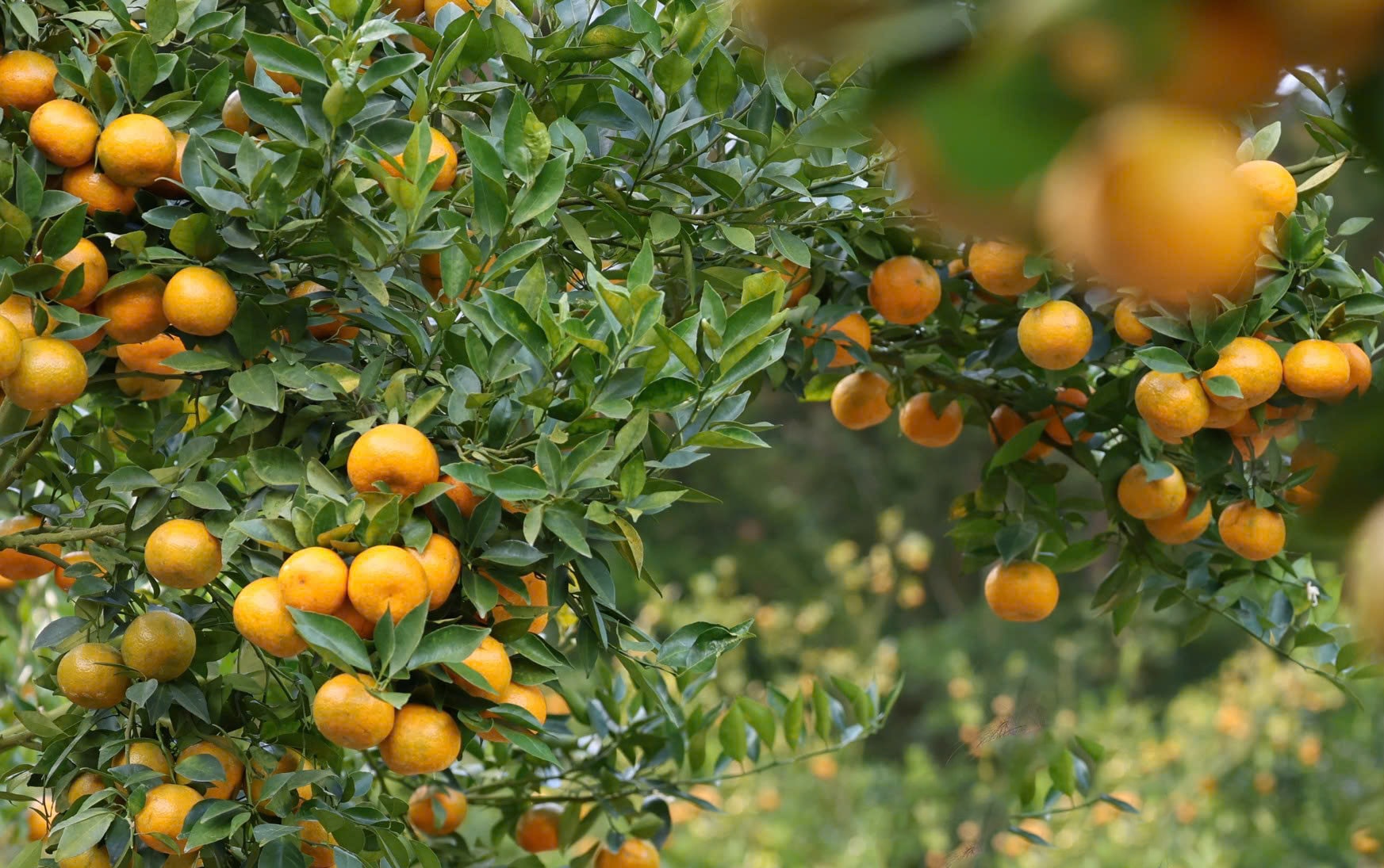 Lâm Đồng: Nốt trầm trên những đồi quýt ở Đơn Dương