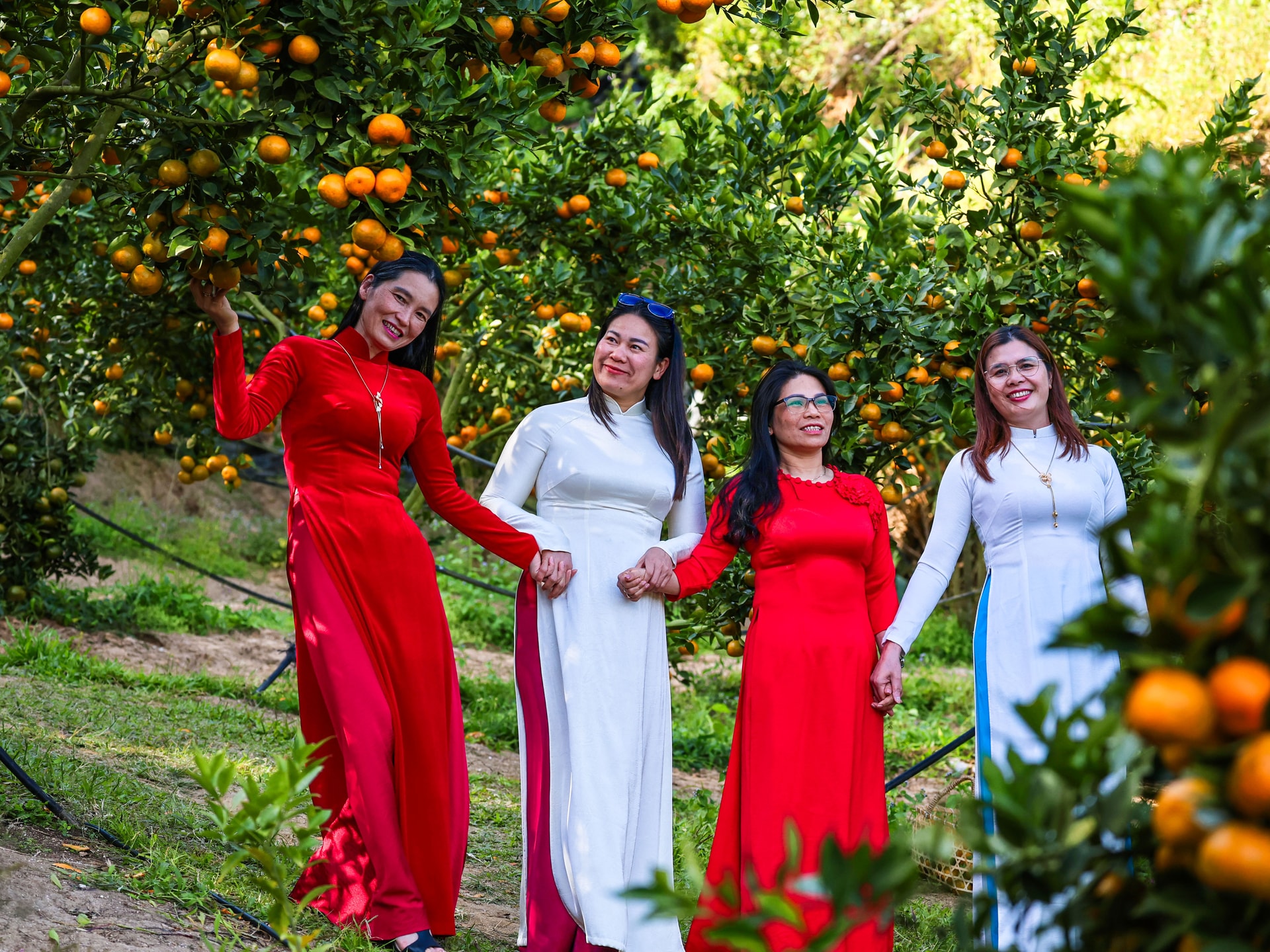 Lâm Đồng: Nốt trầm trên những đồi quýt ở Đơn Dương