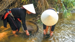 Tuyên Quang: Rêu đá