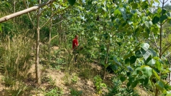 Lâm Đồng: Mở lối phát triển rừng gỗ lớn