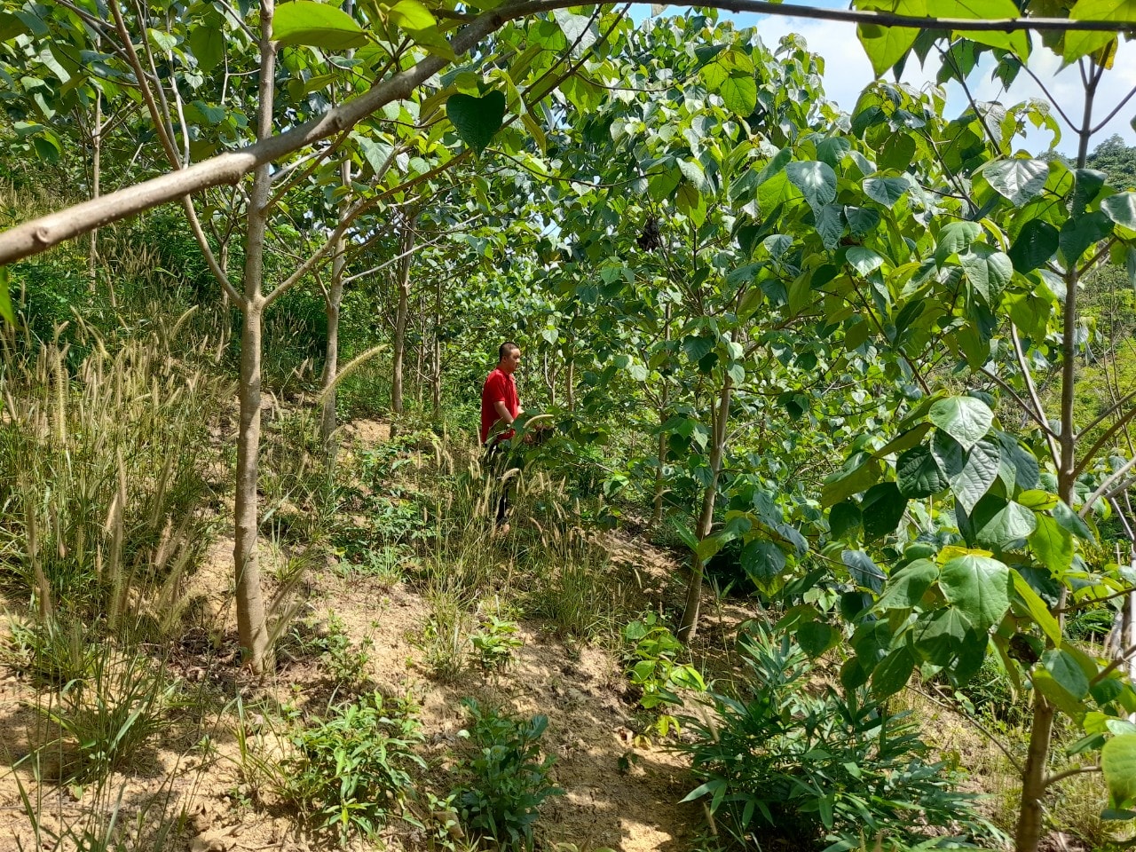 Lâm Đồng: Mở lối phát triển rừng gỗ lớn Lâm Đồng: Mở lối phát triển rừng gỗ lớn