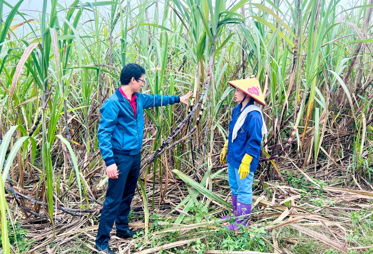 Tuyên Quang: Mía ngọt Trường Sinh