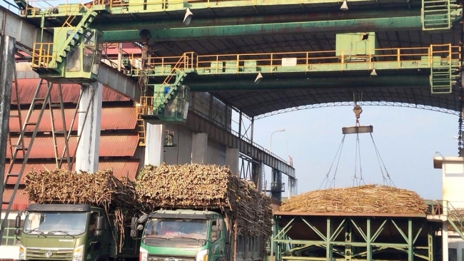 Tuyên Quang: Mía ngọt Trường Sinh