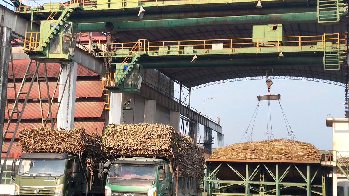 Tuyên Quang: Mía ngọt Trường Sinh