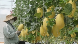 Lâm Đồng: Tạo đột phá từ nông nghiệp công nghệ cao Lâm Đồng