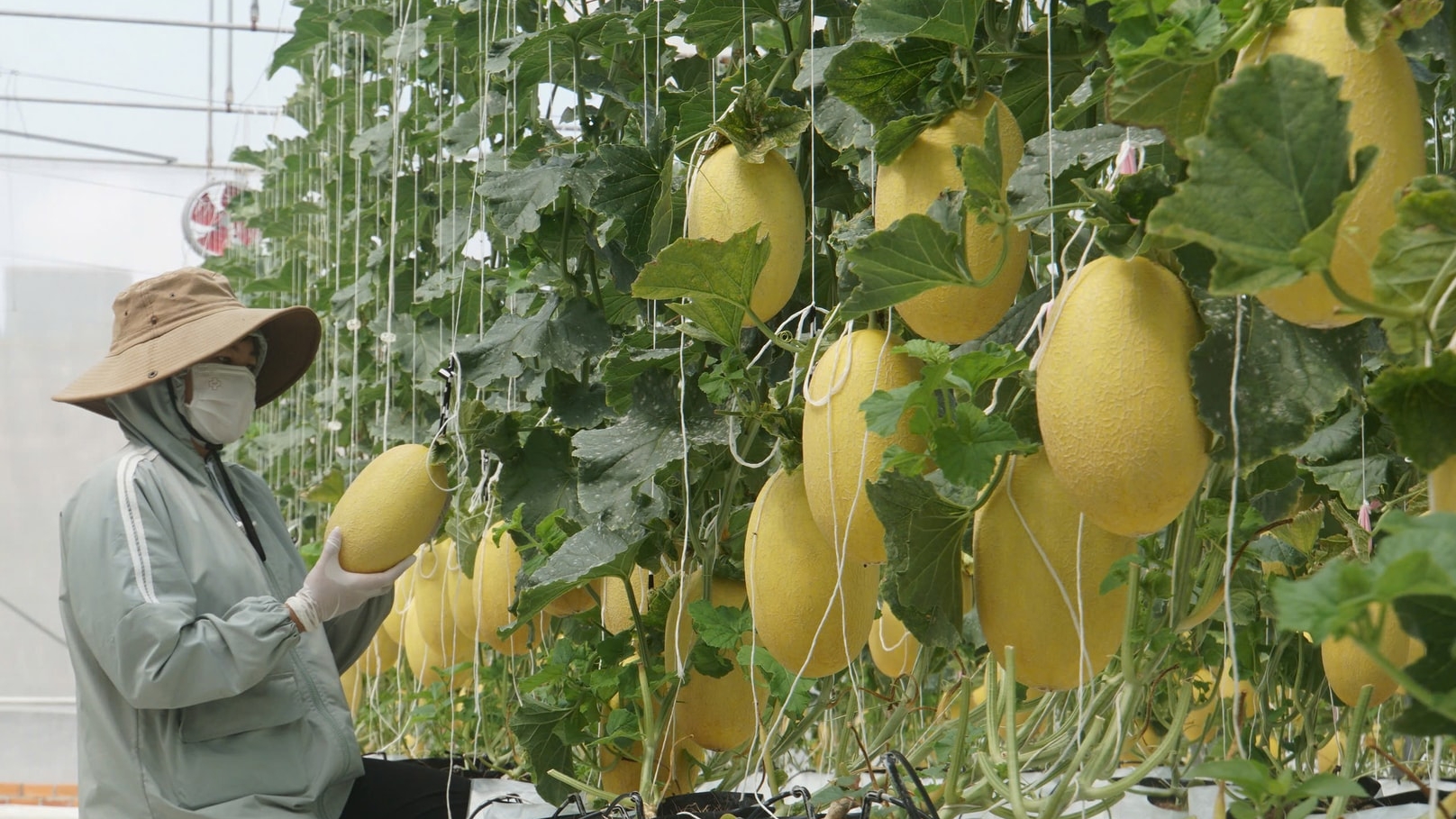 Lâm Đồng: Tạo đột phá từ nông nghiệp công nghệ cao Lâm Đồng