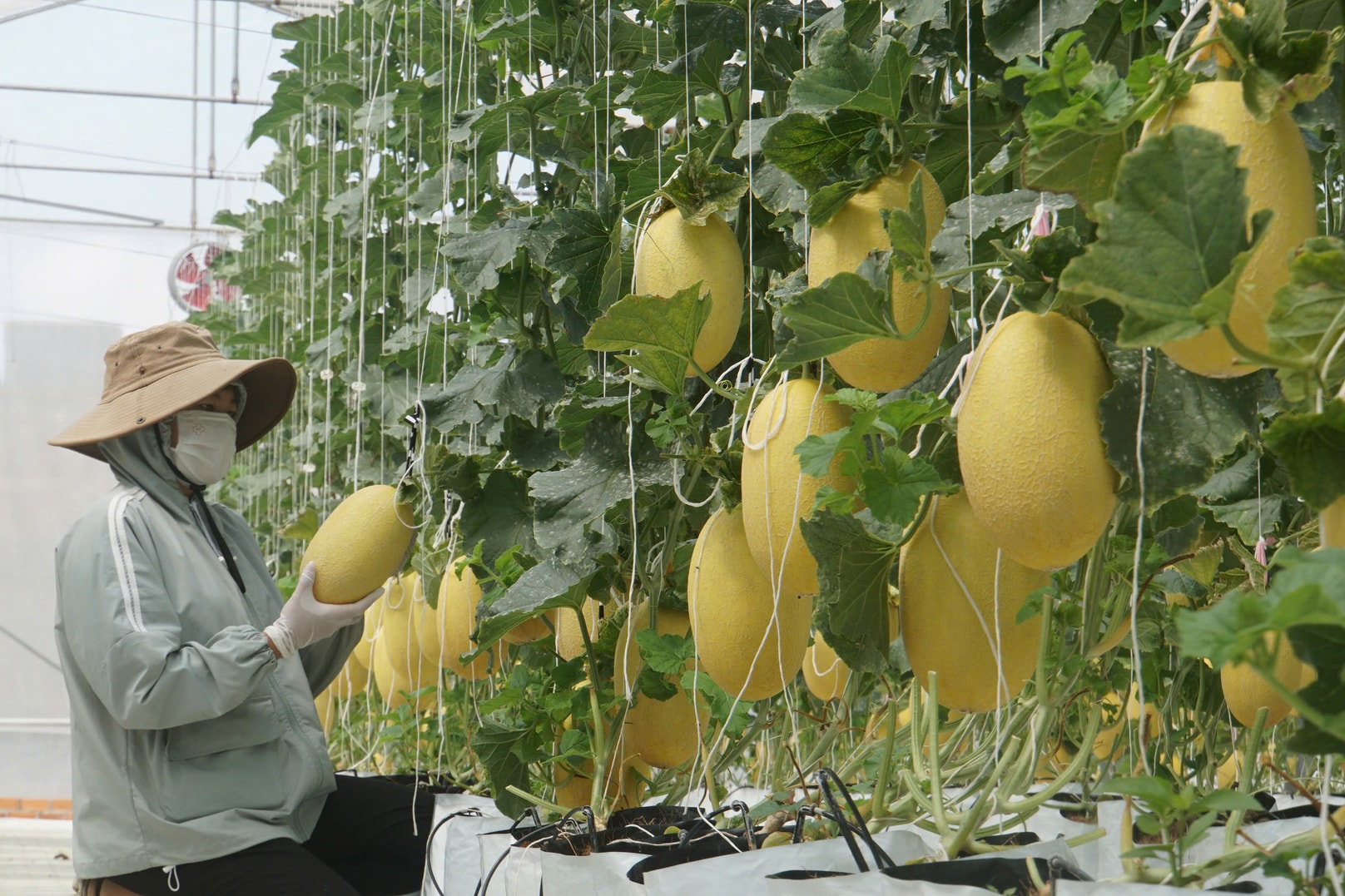 Lâm Đồng: Tạo đột phá từ nông nghiệp công nghệ cao Lâm Đồng Lâm Đồng: Tạo đột phá từ nông nghiệp công nghệ cao Lâm Đồng