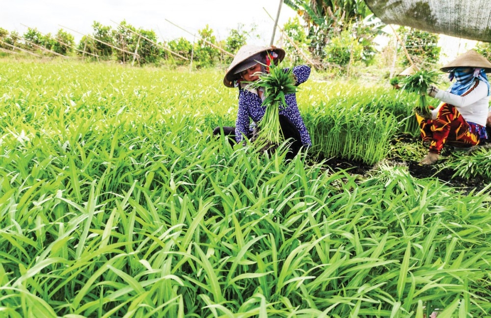 Cần Thơ: Nông nghiệp xanh khẳng định ưu thế