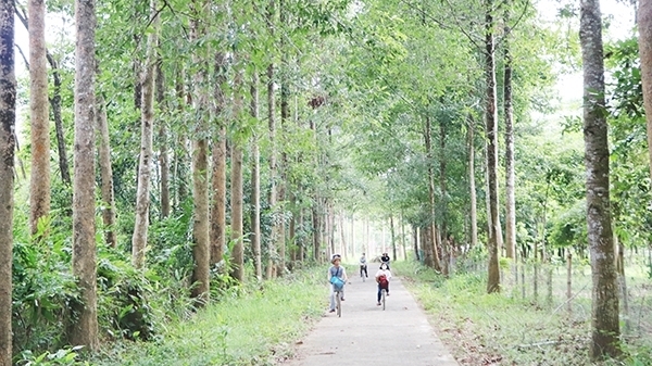 Đồng Nai: Phát triển kinh tế rừng - hướng đến sự bền vững