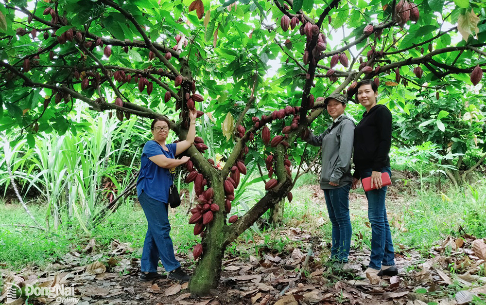 Phát triển mô hình nông nghiệp kết hợp du lịch