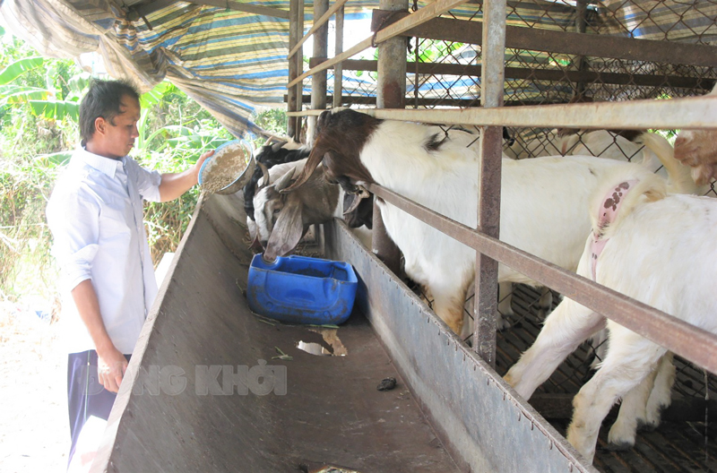 Anh Trương Công Nghĩa chăm sóc đàn dê thịt mua từ Hợp tác xã Nông nghiệp Vĩnh Hòa.