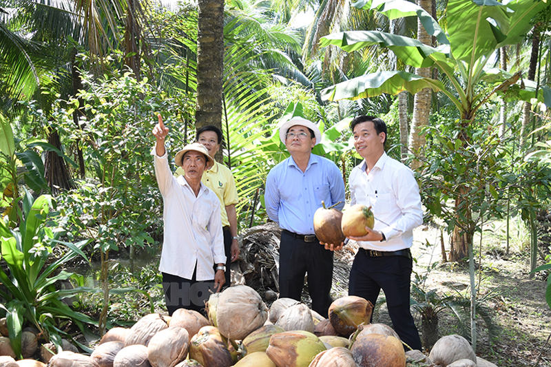 Dừa trái Việt Nam được Bộ Nông nghiệp Hoa Kỳ đồng ý cho phép nhập khẩu vào thị trường này, đang tiếp tục hoàn tất các thủ tục liên quan.