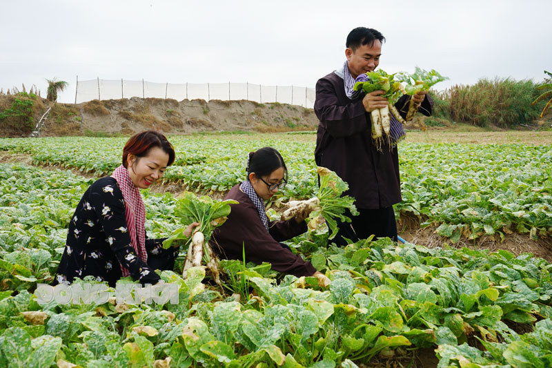Du khách trải nghiệm ra đồng cùng nông dân xã Bảo Thuận (Ba Tri).