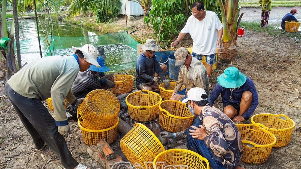 Cà Mau: Người nuôi cá bổi lo ngại trước vụ mới