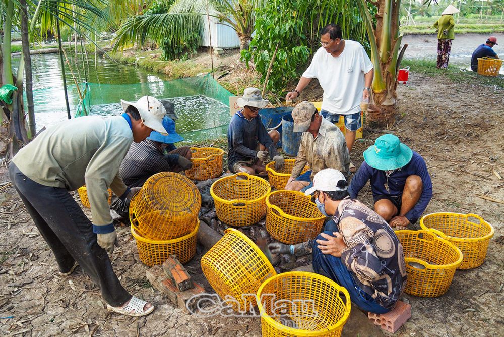 Cà Mau: Người nuôi cá bổi lo ngại trước vụ mới