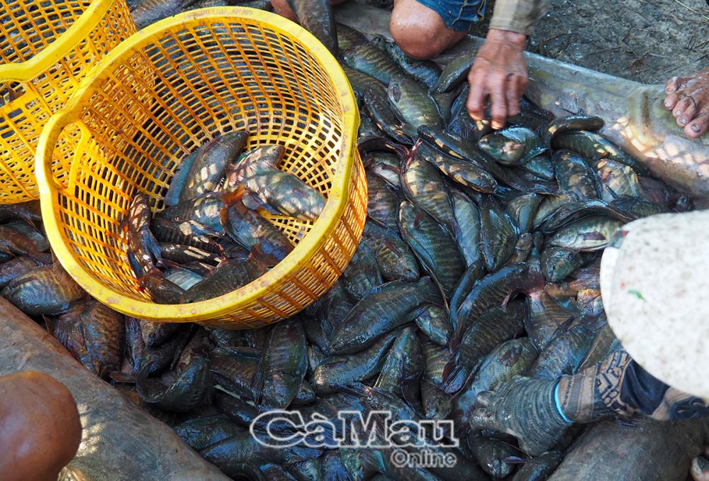Cà Mau: Người nuôi cá bổi lo ngại trước vụ mới