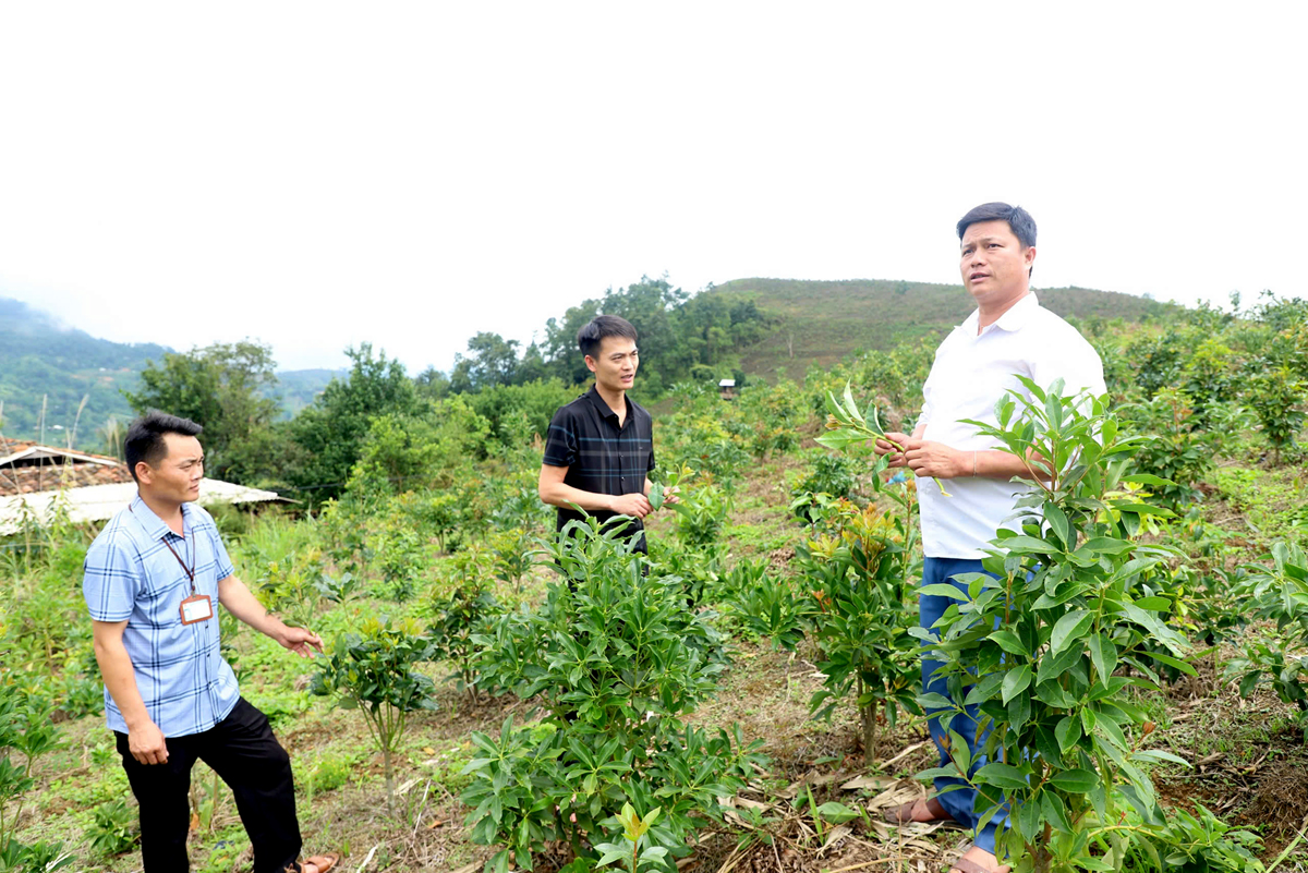 Hà Giang: Nông nghiệp  là “trụ đỡ” nền kinh tế