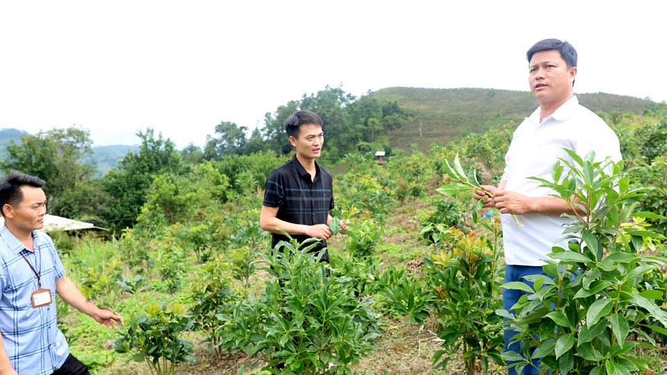 Hà Giang: Nông nghiệp  là “trụ đỡ” nền kinh tế