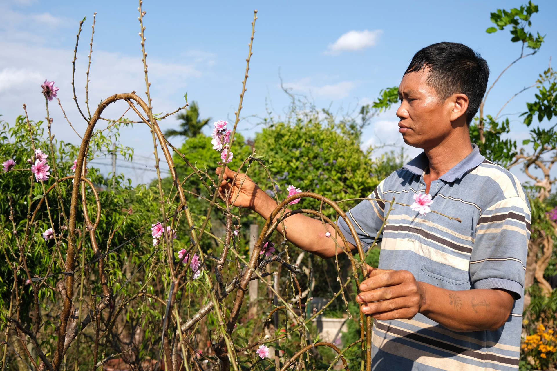 Lân Đồng: Nâng cao thu nhập từ trồng đào cảnh