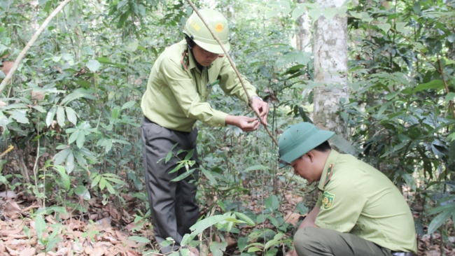 Khánh Hòa: Giữ màu xanh cho rừng Hòn Bà