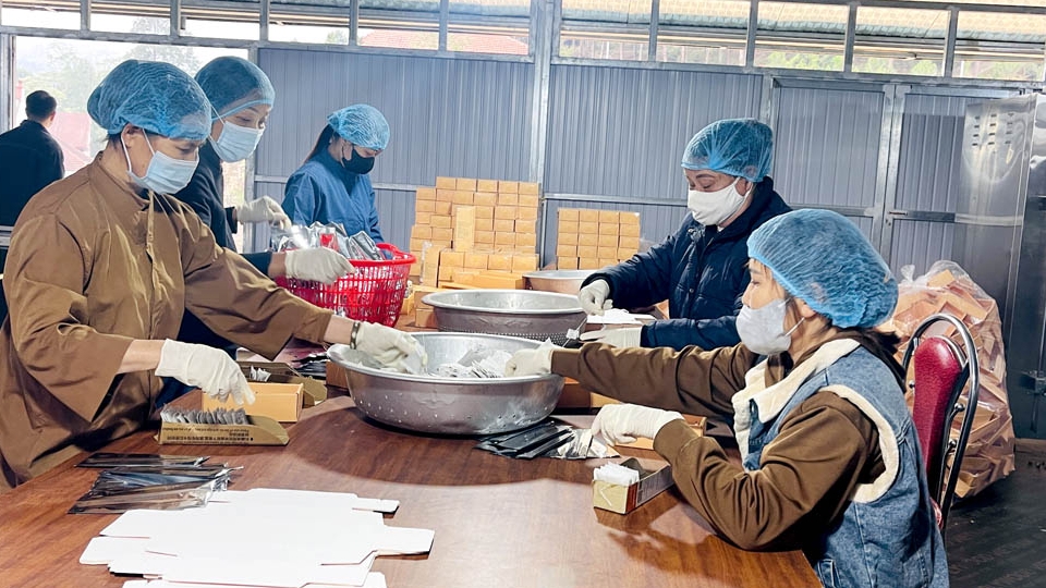 Hà Giang: Thành công từ sản xuất trà Bancha