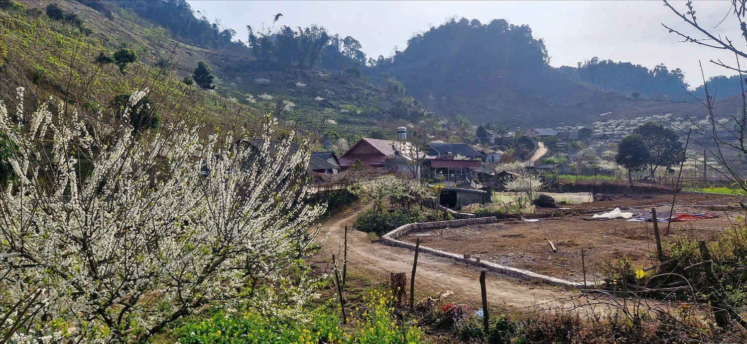 Rừng hoa mận gọi sắc Xuân Tây Bắc