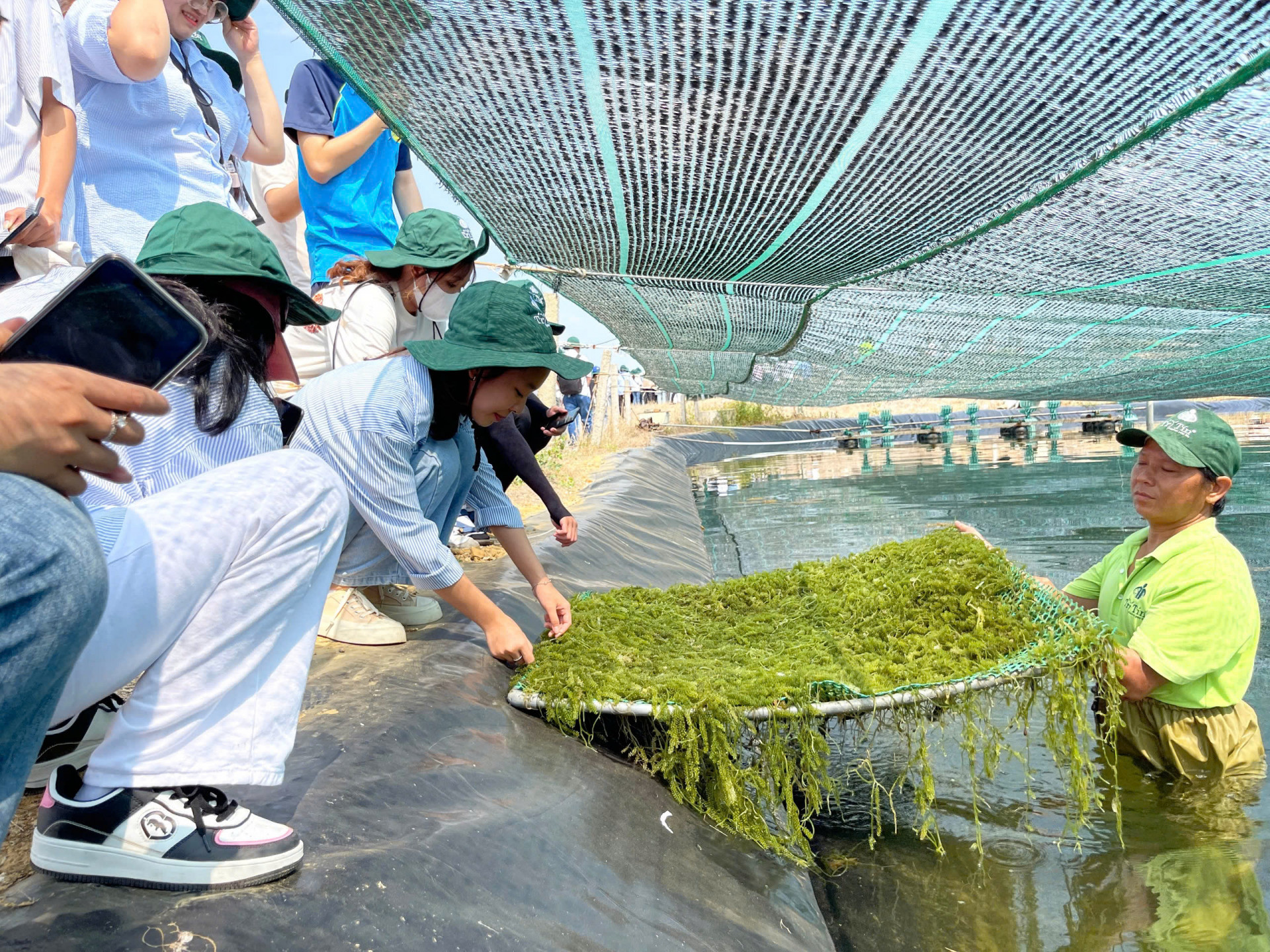 Khánh Hòa: Người biến rong nho thành &quot;vàng xanh&quot;