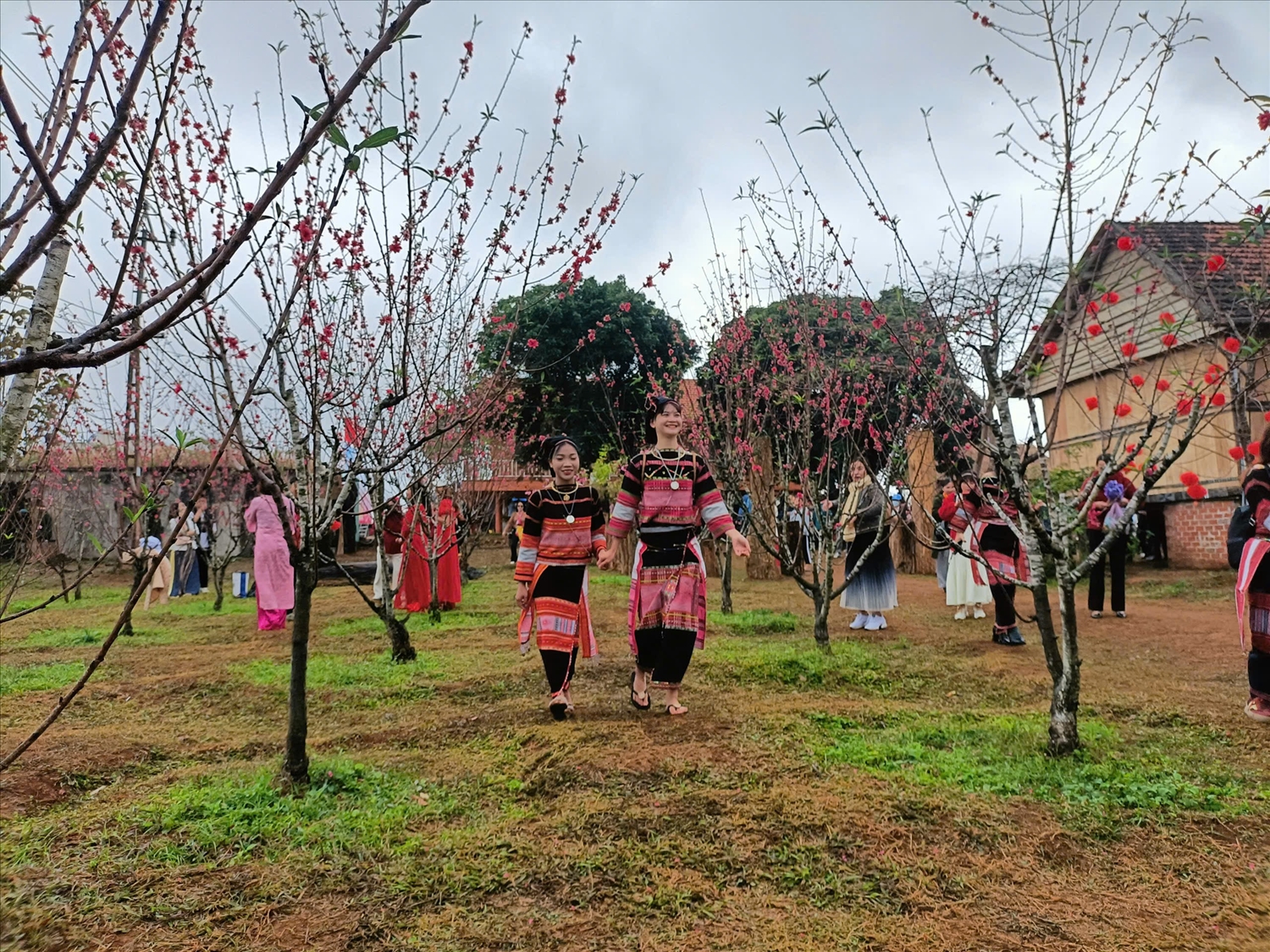 Bình Định: Hoa đào khoe sắc tại “cổng trời” Vĩnh Sơn