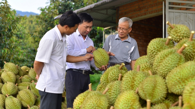 Lâm Đồng: Tăng cường quản lý chất lượng sầu riêng xuất khẩu