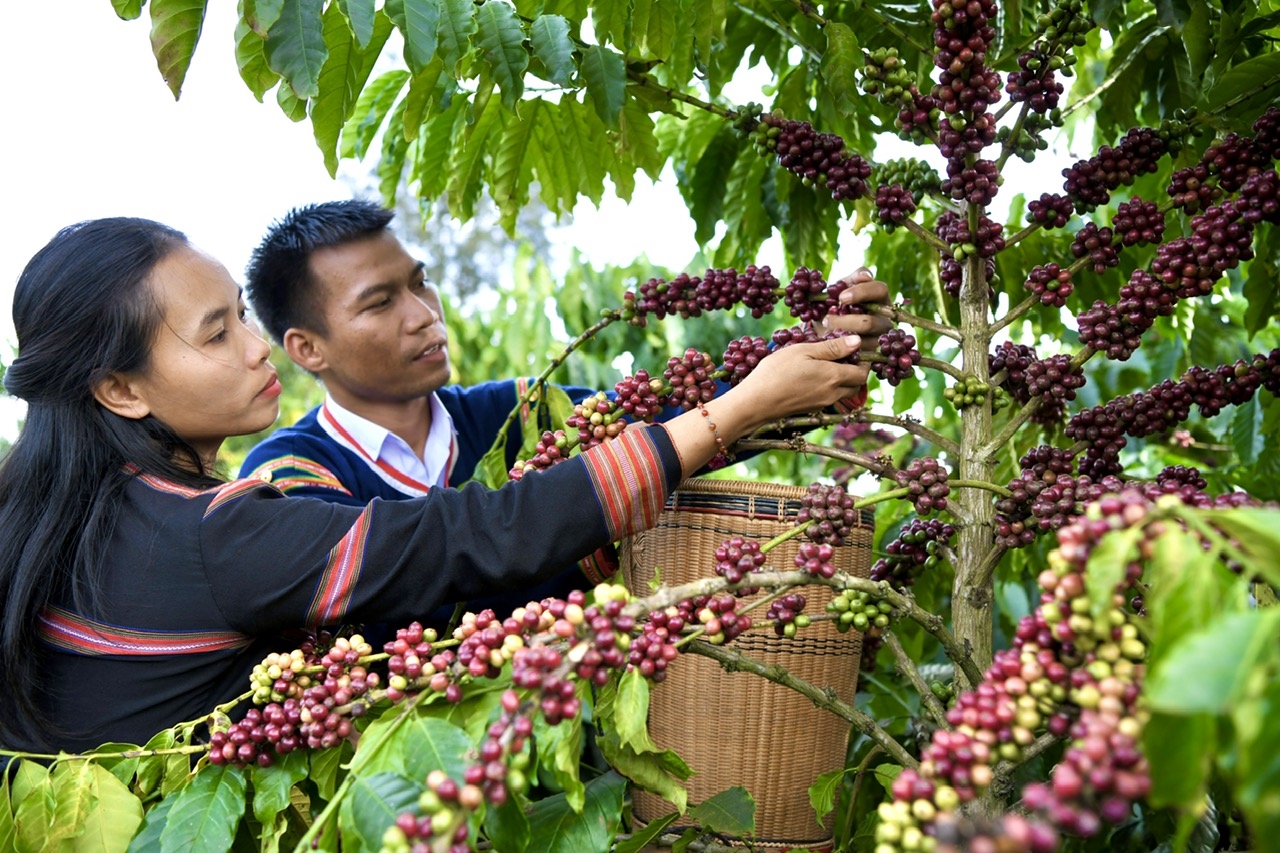 Chàng trai hiện thực ước mơ nâng tầm giá trị nông sản cho đồng bào Gia Rai