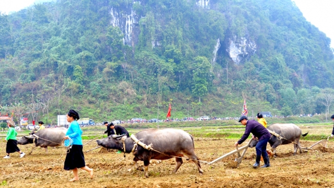 Hà Giang: Kỳ vọng vụ Xuân thắng lợi ở Quang Bình