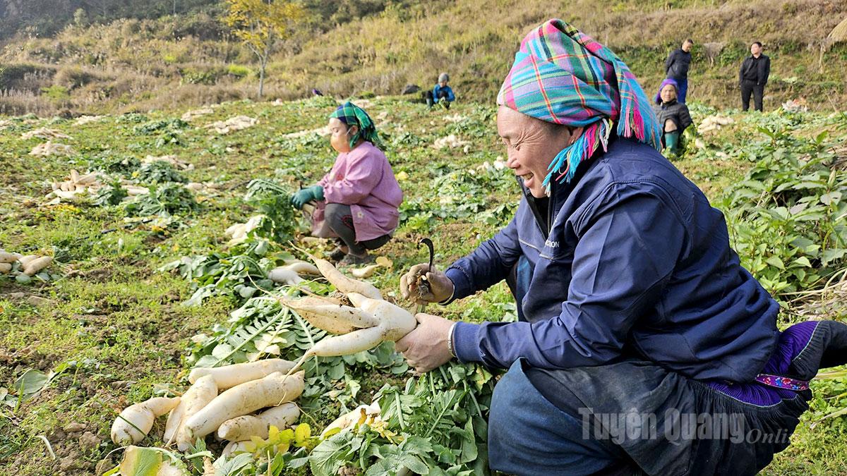 Tuyên Quang: Người dân xã Xín Mần vào vụ thu hoạch củ cải đông Tuyên Quang: Người dân xã Xín Mần vào vụ thu hoạch củ cải đông