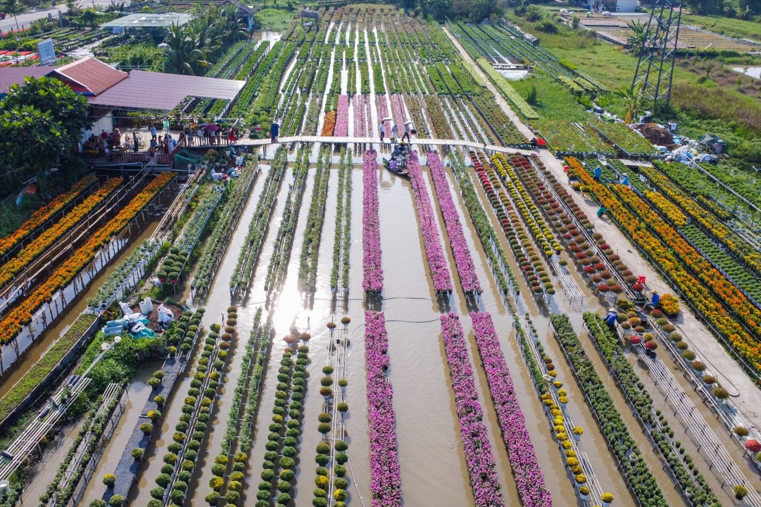 Giữ “hồn” hoa kiểng ở làng nghề trăm tuổi