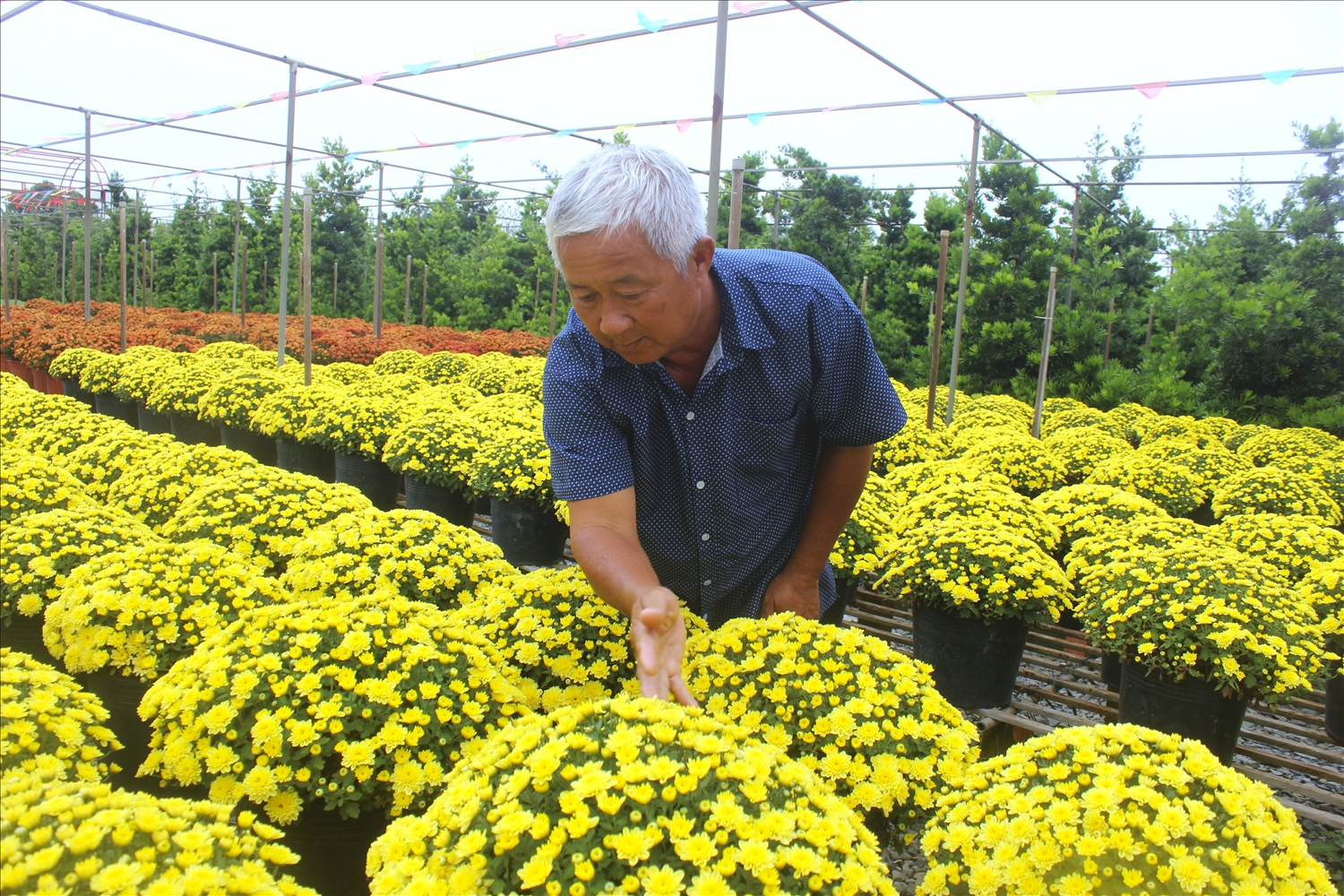 Giữ “hồn” hoa kiểng ở làng nghề trăm tuổi