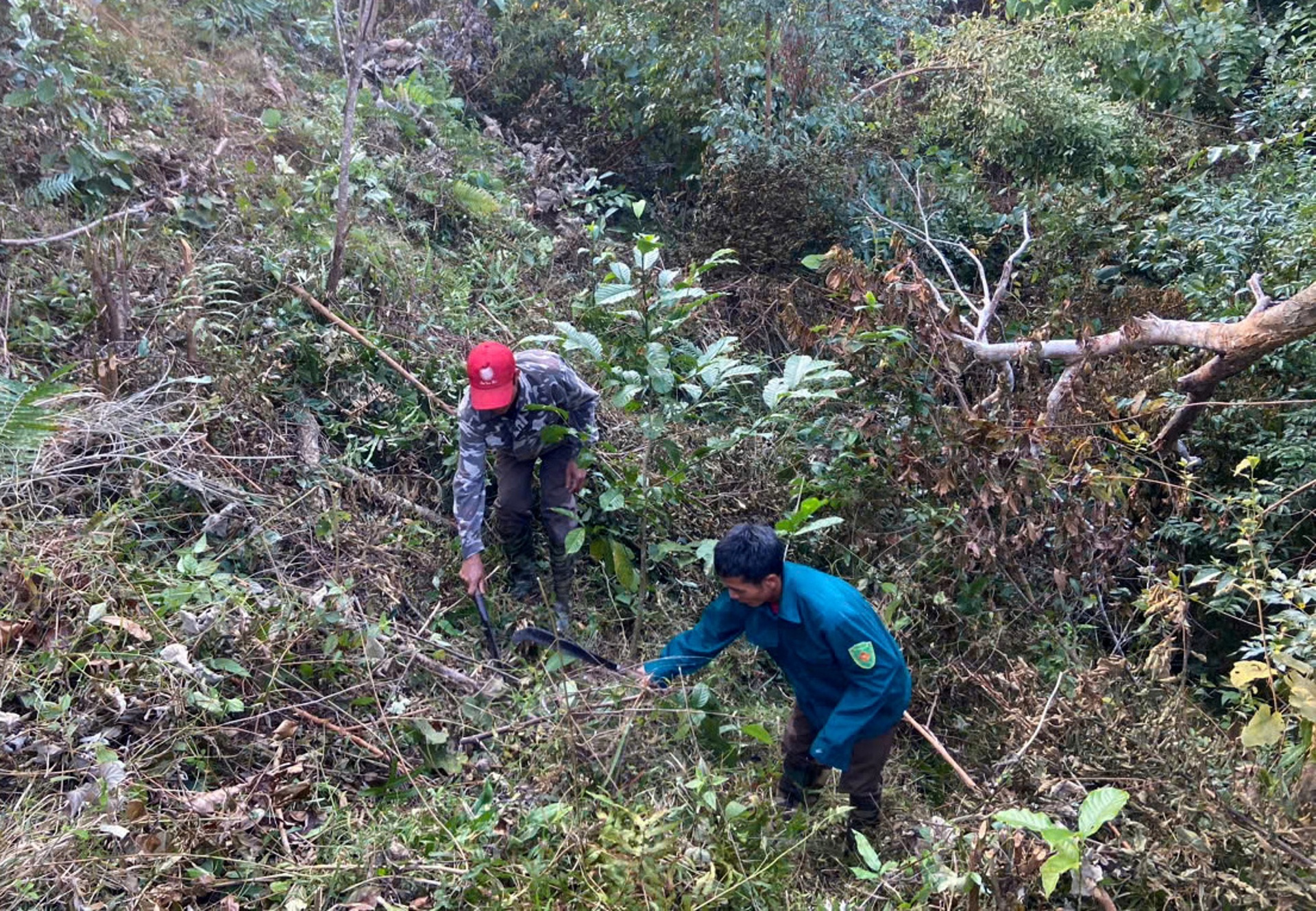Lai Châu: Trồng rừng - Tạo sinh kế cho người dân