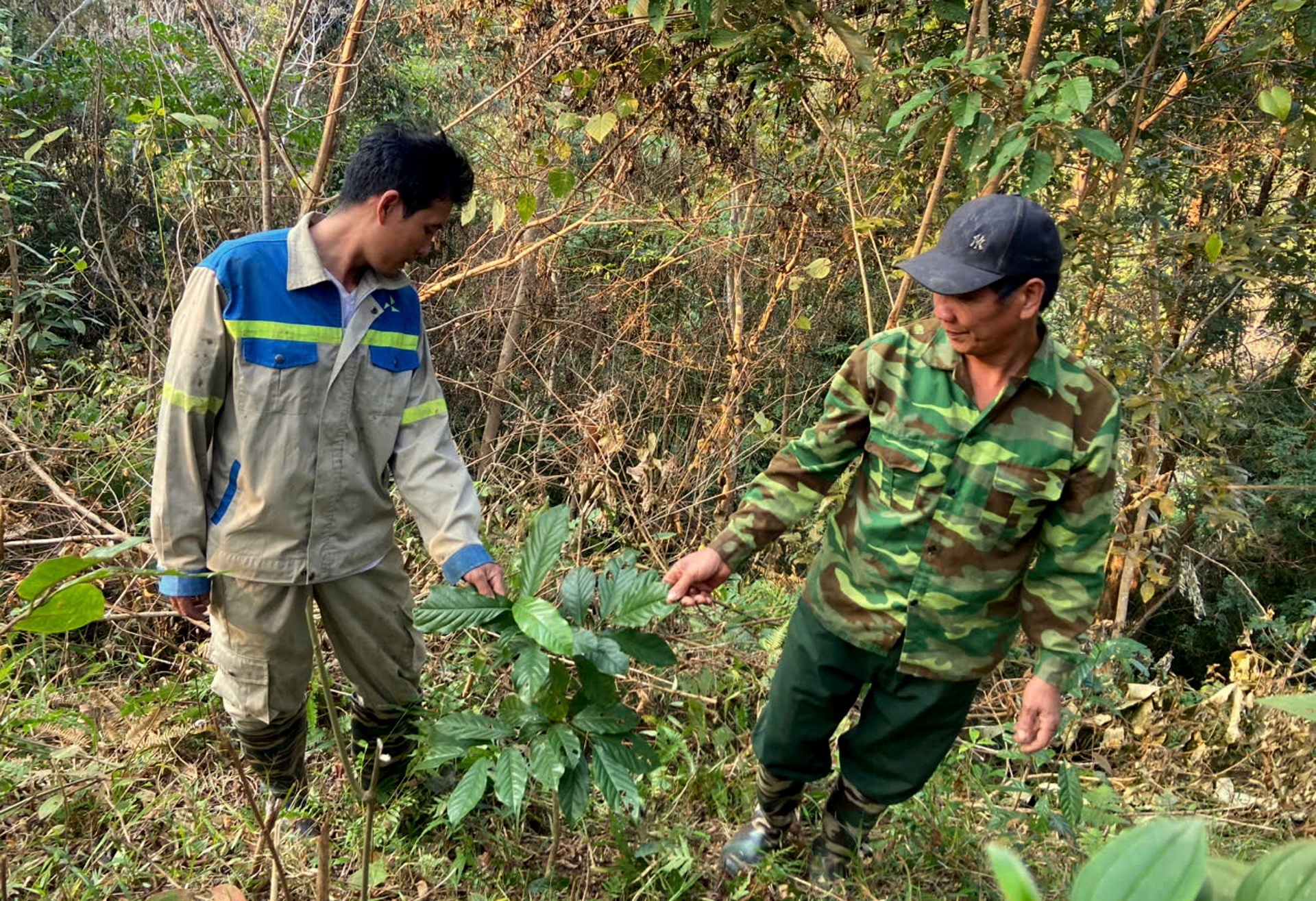 Lai Châu: Trồng rừng - Tạo sinh kế cho người dân