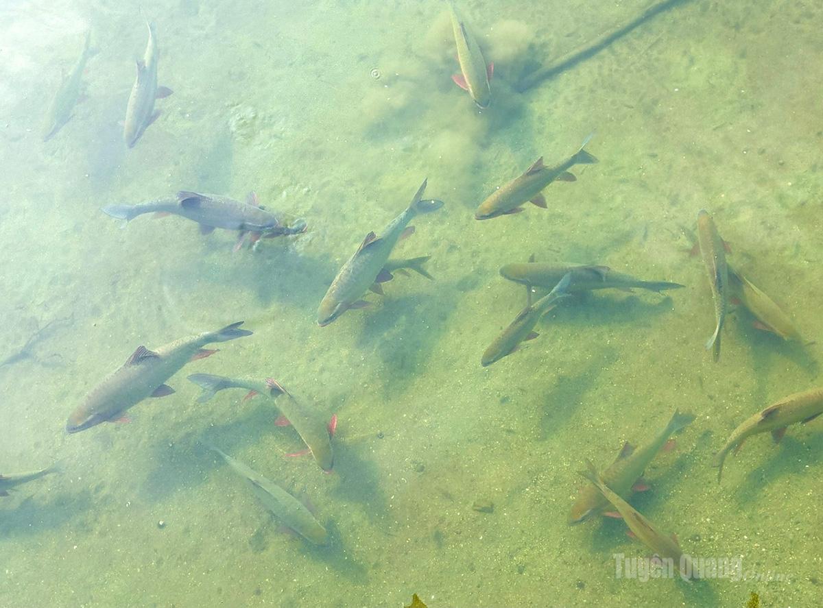 Tuyên Quang: Cá “tiến vua” ở bản làng người Tày