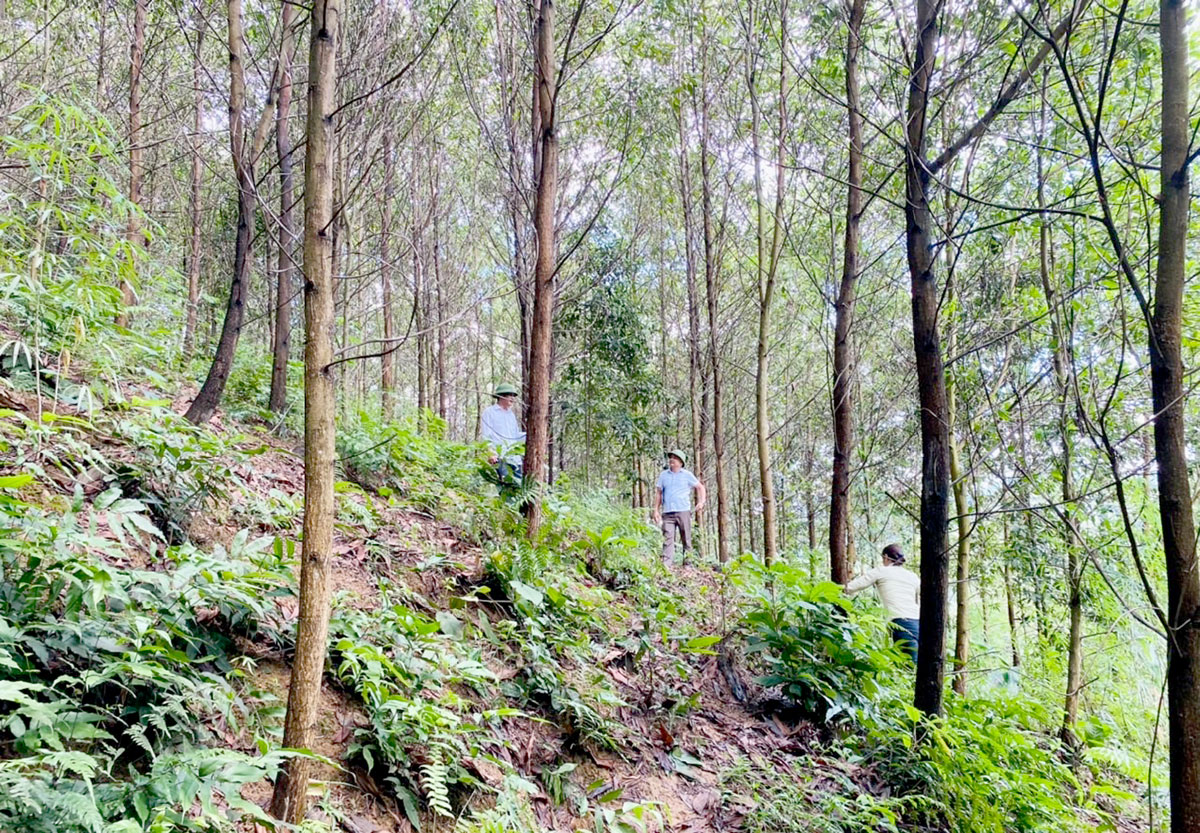 Tuyên Quang: Bước tiến mới trong sản xuất lâm nghiệp