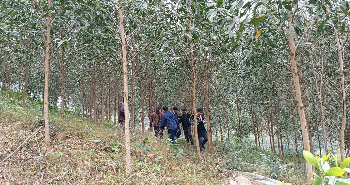 Tuyên Quang: Bước tiến mới trong sản xuất lâm nghiệp