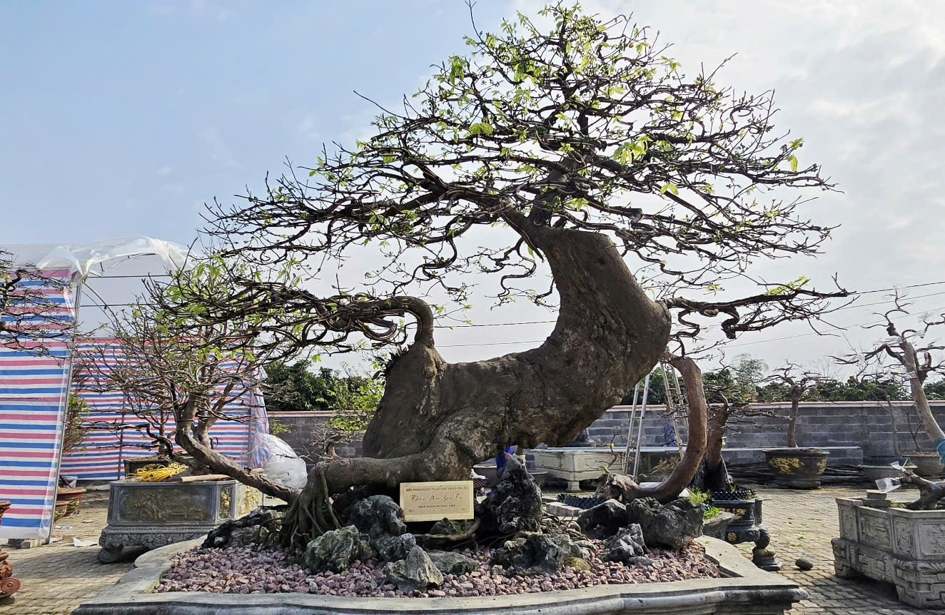 Sắc mai Yên Tử gọi Tết về Bình Khê