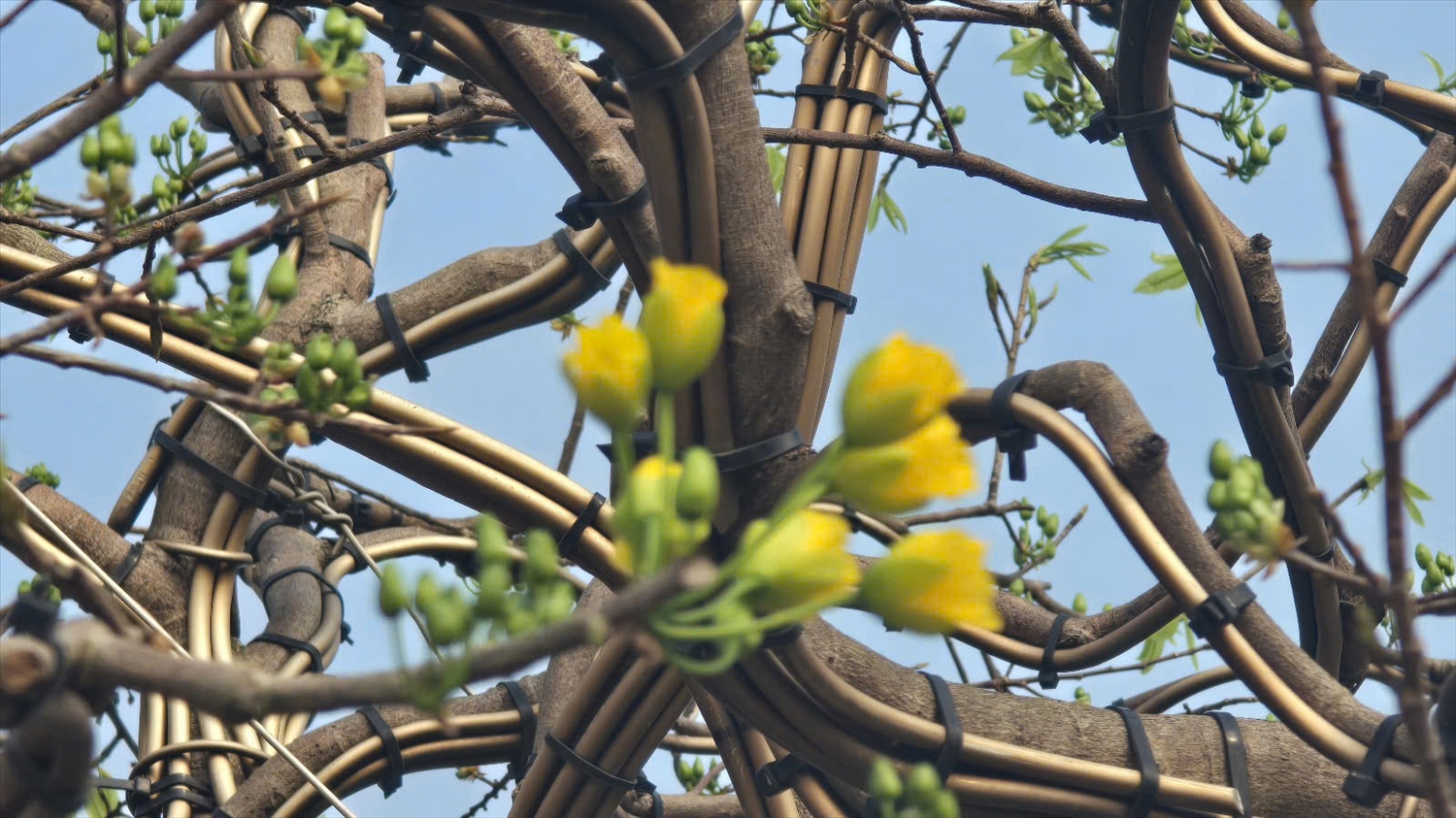 Sắc mai Yên Tử gọi Tết về Bình Khê