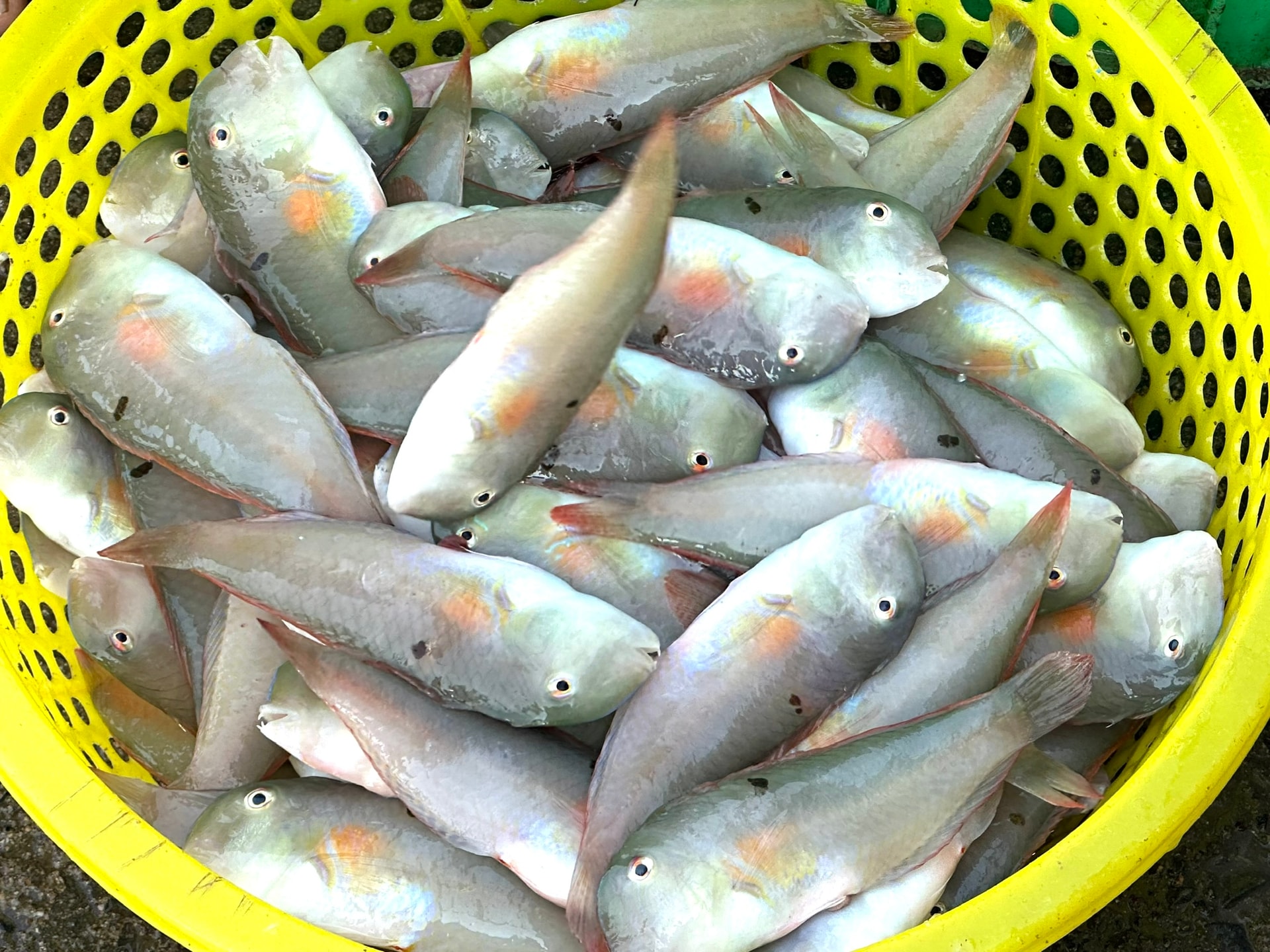 Lâm Đồng: Những chuyến biển đón “lộc tết”