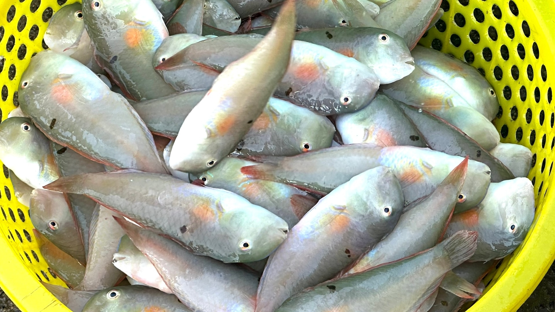 Lâm Đồng: Những chuyến biển đón “lộc tết”